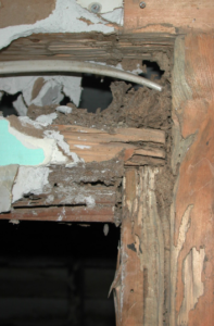 termite wood damage