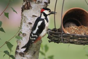 woodpecker